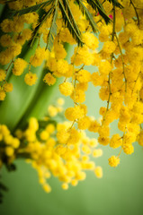 Mimosa flowers, close-up