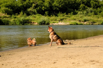 two red dogs, various parodas running along the sandy bank of the river.
