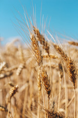 Golden wheat field on blue sky background 