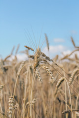 Golden wheat field on blue sky background 