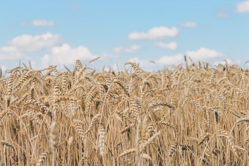 Fototapeta na wymiar Golden wheat field on blue sky background 