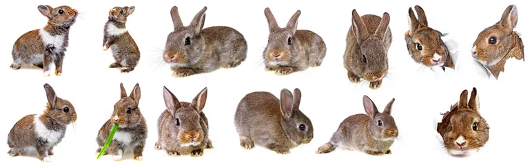 Fotobehang Schattige konijntjes verzameling kleine babykonijnen