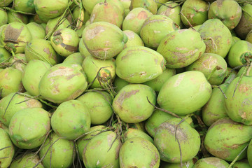 Pile of tropical fresh young coconuts selling for coconut juice