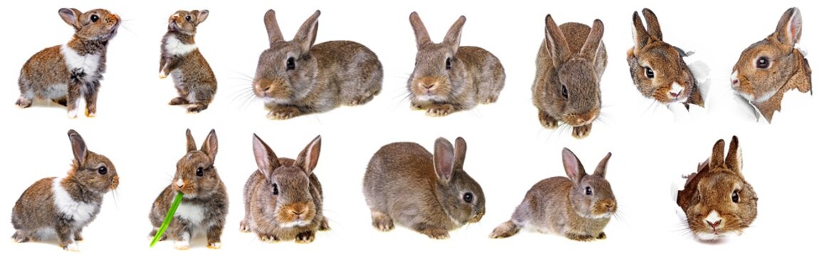 Little Baby Rabbit Collection