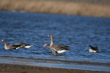 Greater White-fronted Goose (Anser albifrons) 