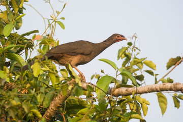 Dusky legged Guan in a jungle environment, Pantanal Brazil
