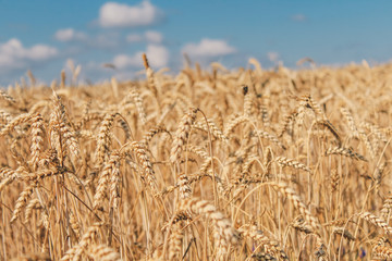 Golden wheat field on blue sky background 