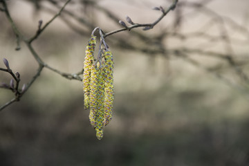 Naklejka premium Male catkins of a Birch