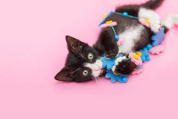 Tuxedo Kitten playing with Flower Garland, pink background.