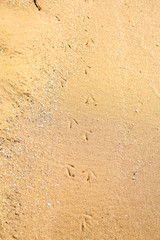 Bird tracks on the sand, on the river bank