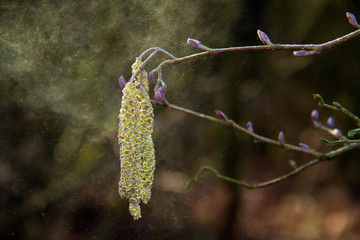 Obraz premium Male catkins of a Birch releasing pollen