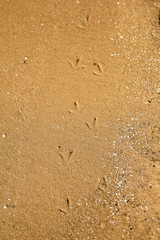 Fototapeta na wymiar Bird tracks on the sand, on the river bank