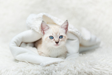 Obraz premium White Siamese tabby kitten laying inside of a white blanket