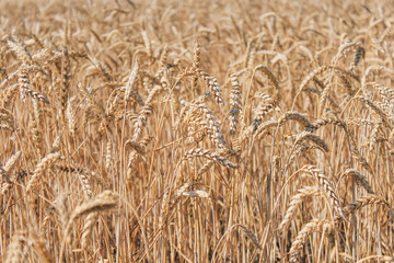 Golden wheat field on blue sky background 