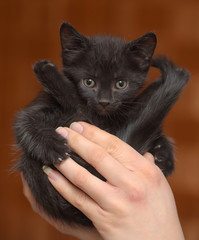 little funny black kitten in the hands in a blue collar