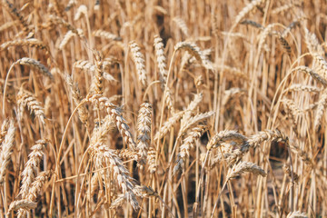 Golden wheat field on blue sky background 