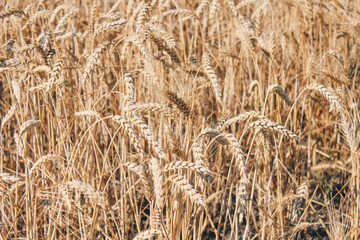 Golden wheat field on blue sky background 