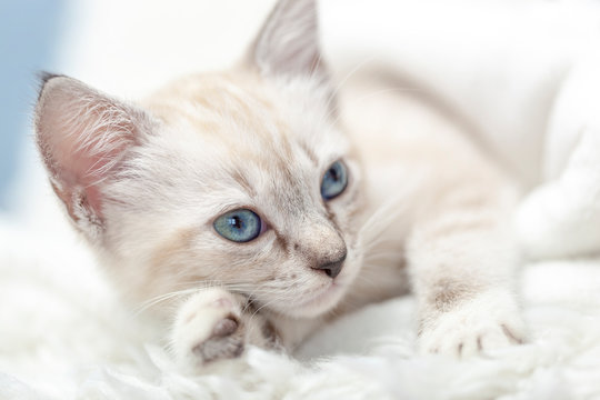 White Siamese tabby kitten laying inside of a white blanket