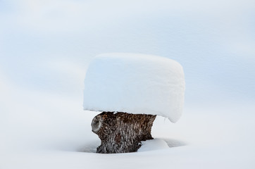 Snow covered tree trunk in a snow landscape, Austria.