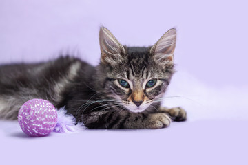 Black tabby manx kitten laying down alone, purple cat toy, purple background
