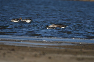 Greater White-fronted Goose (Anser albifrons) 