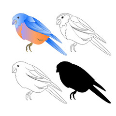 Bird Thrush Bluebird outline nature and silhouette on a white background vintage vector illustration editable hand draw