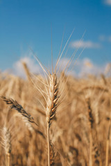 Golden wheat field on blue sky background 