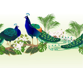Border  seamless background peacocks beauty exotic birds  and tropical flowers watercolor vintage vector illustration editable hand drawn