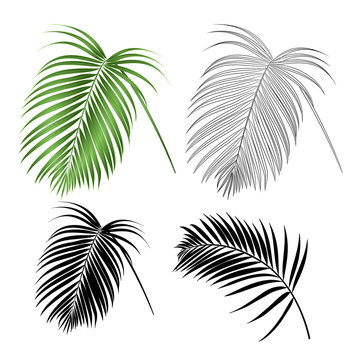 Leaf palm decoration tropical house plant nature and outline and silhouette vintage vector illustration editable hand drawn