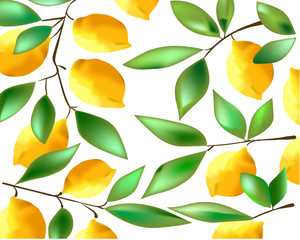 Lemon Fruits with leaves on white Background. Vector