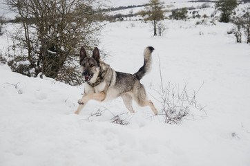 Naklejka premium Nice happy dog ​​enjoying in the snow on the mountain