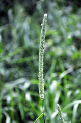 In nature it is growing Timothy-grass (Phleum)