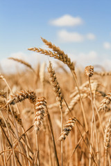 Golden wheat field on blue sky background 
