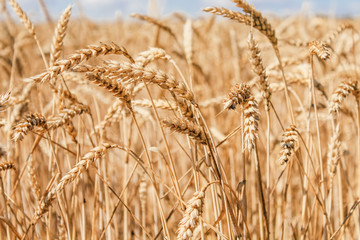 Golden wheat field on blue sky background 