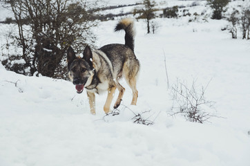 Fototapeta na wymiar Nice happy dog ​​enjoying in the snow on the mountain
