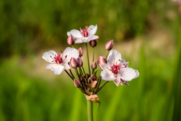 Beautiful flower Susak umbellic grows on the shore of the pond