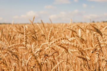 Golden wheat field on blue sky background 