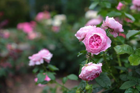 Rose mit voller Blüte
