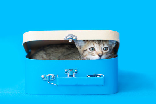 Tiny tabby kitten hiding inside of a blue and tan lunchbox, pencil box, with lid, photo on a blue background