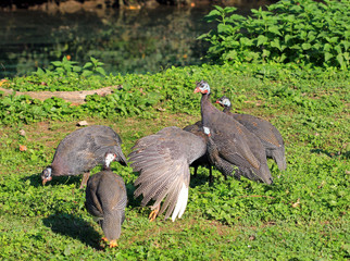 Guinea fowl on the farm