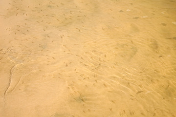 Sandy bottom of the river.  Background, texture