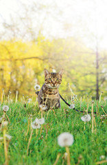 Beautiful tabby striped cat with green yellow eyes sitting in grass outside. Animal domestic feline pet walking hiding on flower field meadow outdoors on summer day.