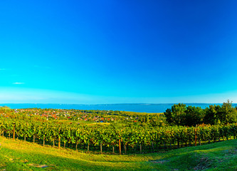 Fototapeta na wymiar Nice vineyard with lake Balaton