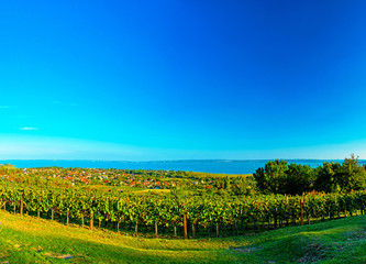 Naklejka premium Nice vineyard with lake Balaton