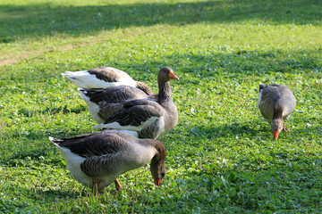 Ducks on the farm