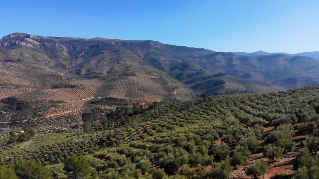 Aerial videw of olive grove in country of Jaen, Andalucia, Spain