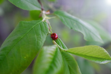 ladybug on a green leaf