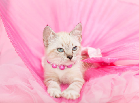 Siamese Kitten wearing pink necklace laying on a pink tulle skirt.