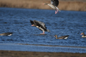 Greater White-fronted Goose (Anser albifrons) 