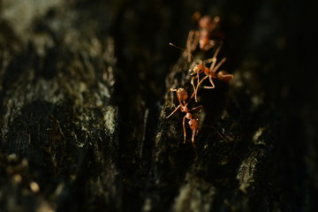 Red ant on the tree in the garden